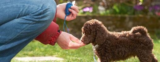 hundegodbiter til trening