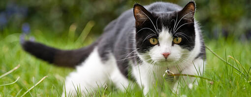 Katt i gresset.