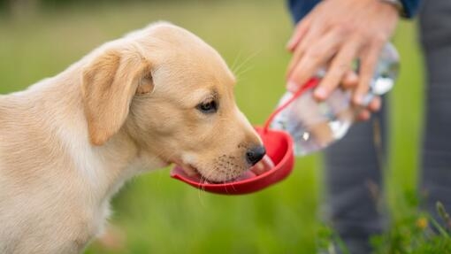 Hvorfor drikker hunden min mye vann
