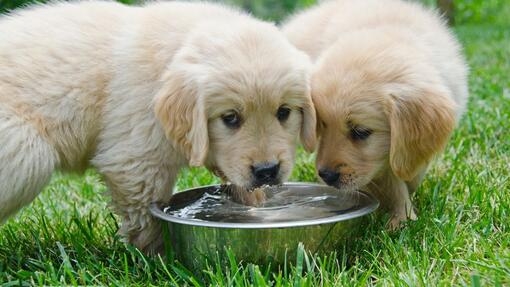 Hvorfor drikker hunden min mye vann