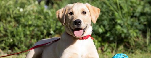 Labradoren ligger på plenen i bånd.