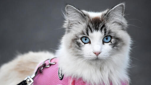 Ragdollkatt i rosa sele.