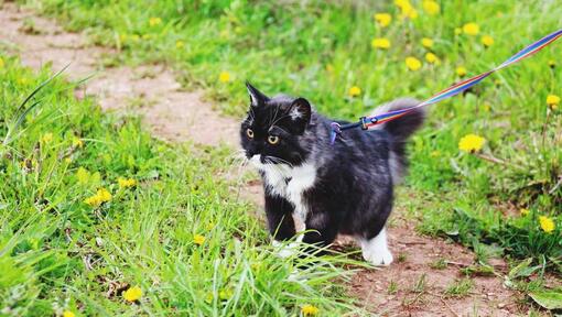 En svartvit katt utforskar utomhus.