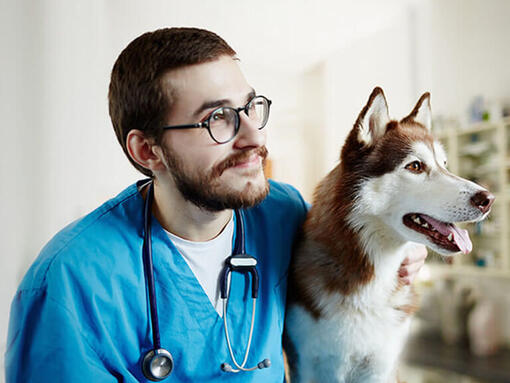 Veterinær med en husky