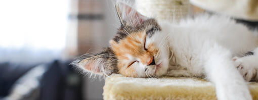 cat sleeping