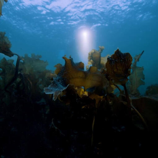 Å gjenopprette havet