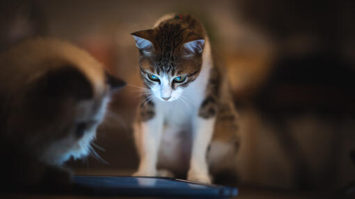 Smarte apper for deg og katten din