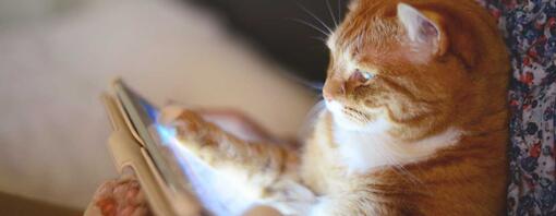 Smarte apper for deg og katten din