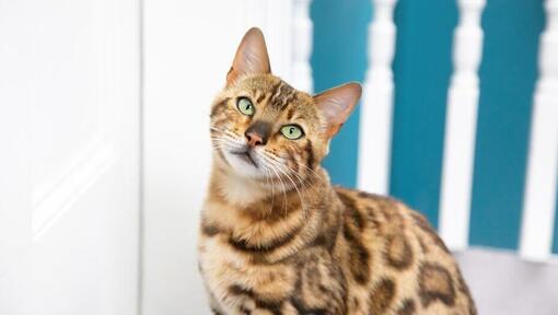 Hvor smarte er katter?