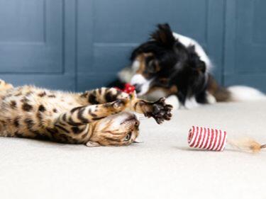 Tabby kattunge leker med leketøy