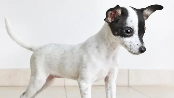 Rat Terrier