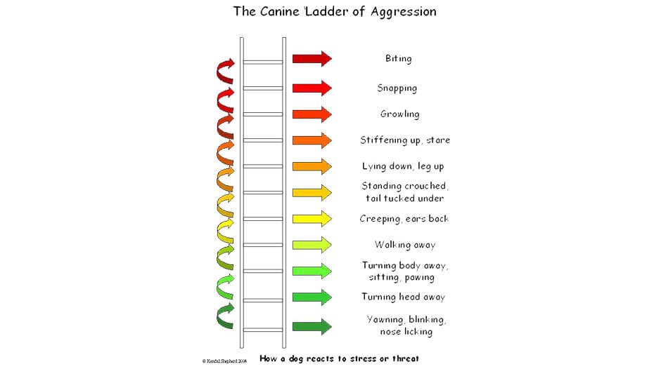 How to Stop Aggressive Dog Behaviour1 aggresjonsstige