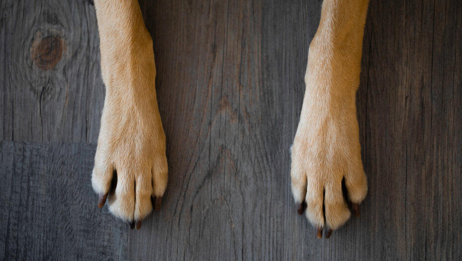 close up of dog paws on wood nærbilde av hundepoter på tre