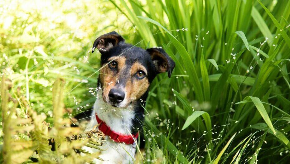 Why Do Dogs Eat Grass and Dirt 1 Jack Russell i det lange gresset med rød krage