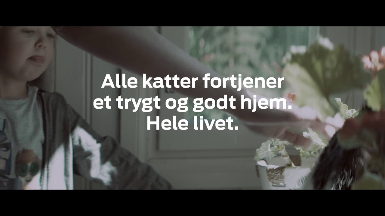 Voksne hjemløse katter - Purina Norge