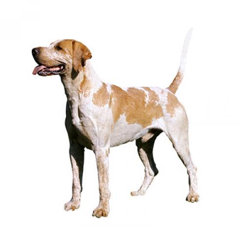 Foxhound Foxhound